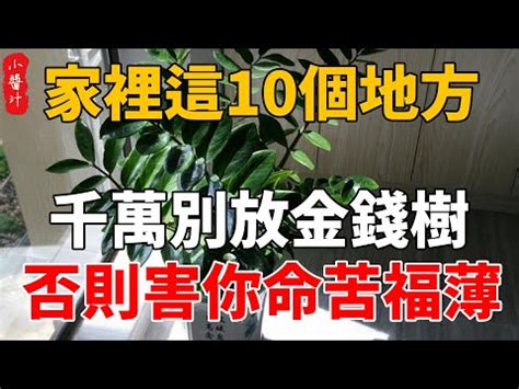 吸財樹風水|吸財樹風水速成班